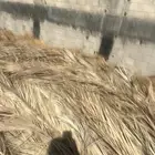 جريد (عسيب) للبيع