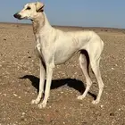 سلقه للبيع