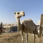 ناقة