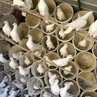 حمام فرنسي لاحم ابيض و سلفر الموقع الخرج
