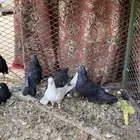 للبيع قطايف