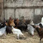 دجاج للبيع