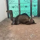 حاشي للبيع سمين جدا