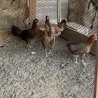 دجاج عربي اصيل