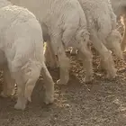 8 خروف ذبايح طيبه الموقع الحناكيه