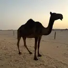 ناقه عشره