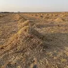 تبن شعير للبيع