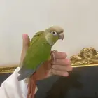 تم(البيع)