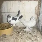 حمام
