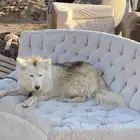 هاسكي