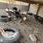 دجاج رومي منتج