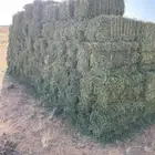 برسيم صافي