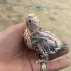 طيور كوكتيل كروان