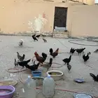 دجاج بلدي منتج معه عياله وكلهم رجانات