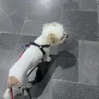 كلب مالتيز عمرو سنه