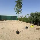 اشجار -سماكات بكميات -جلوكا -ترمناليا -لبخ -نيم -خبيز ساحلي