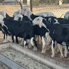 شياه