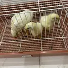 البيع 3فروخ