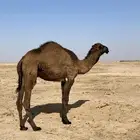 قعود اصفر للبيع