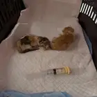احتاج ام مرضعه و اتبناها