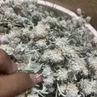نبات جعدة