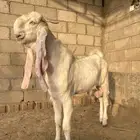 تيس مطور ابيض خصم