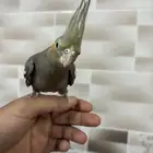 فرخ كروان مفطوم اليف ( تم البيع )