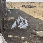 البيع رومي الدد7 بياض شرط