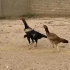 دجاج بكستاني سندي