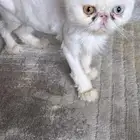 قطه للتبني