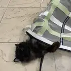 قطة شيرازية للتبني