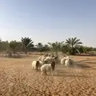 طليان ذبايح مغلقه نعيمي بلدي