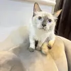 قط هملايا للتبني بصحه جيده