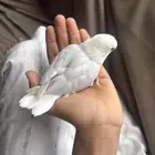 روز لونه بلد اليف جدا