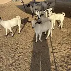 تيوس بيشيات