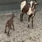 للبيع معزا جنوبية مواليد ودفيع