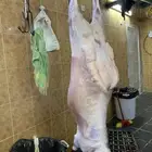ذبائح حري ذبائح مناسبات عقيقه طليان ل الثلاجه تيوس