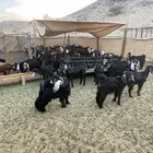 تيوس عارضيه وحريه طيبه من 7 شهور وحول
