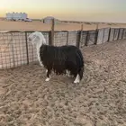 شاه حايل تامه وسليمه