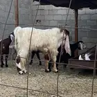 تيس فحل سديس جرم فاخر اجم