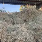 اعلاف مواشي للبيع اخضر و يابس الموقع احدرفيدة وسط البلد