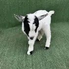 ماعز قزم ذكور