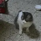 للبيع قطو شيرازيه