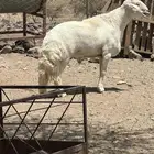 خروف فحل