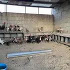 دجاج بلدي وفيومي
