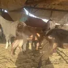 معزاء طيبات مع الفحل