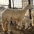 خلفه حريه