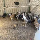 صوص مشكل فيومي وبلدي