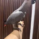 ببغاء كاسكو تم البيع