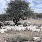 غنم مراح واحد للبيع